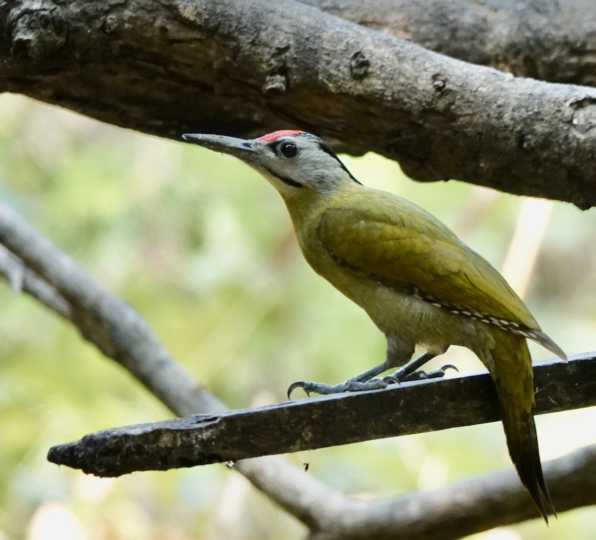 Gray-headed Woodpecker - ML618329026