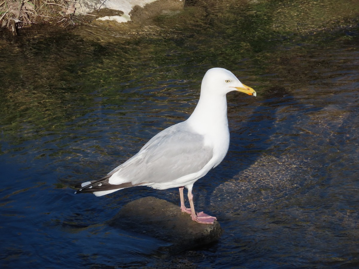 Herring Gull (American) - ML618329056