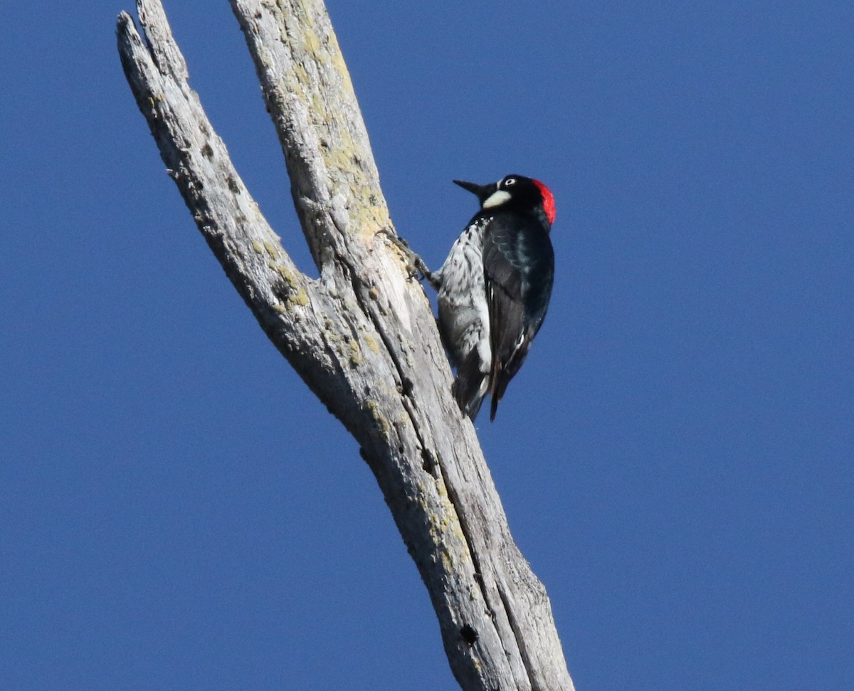 Acorn Woodpecker - ML618329092
