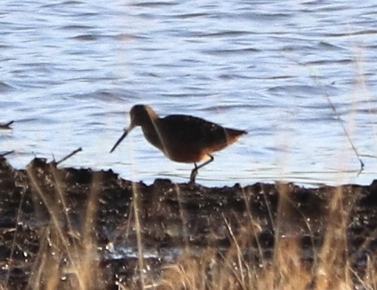 Long-billed Dowitcher - ML618329094