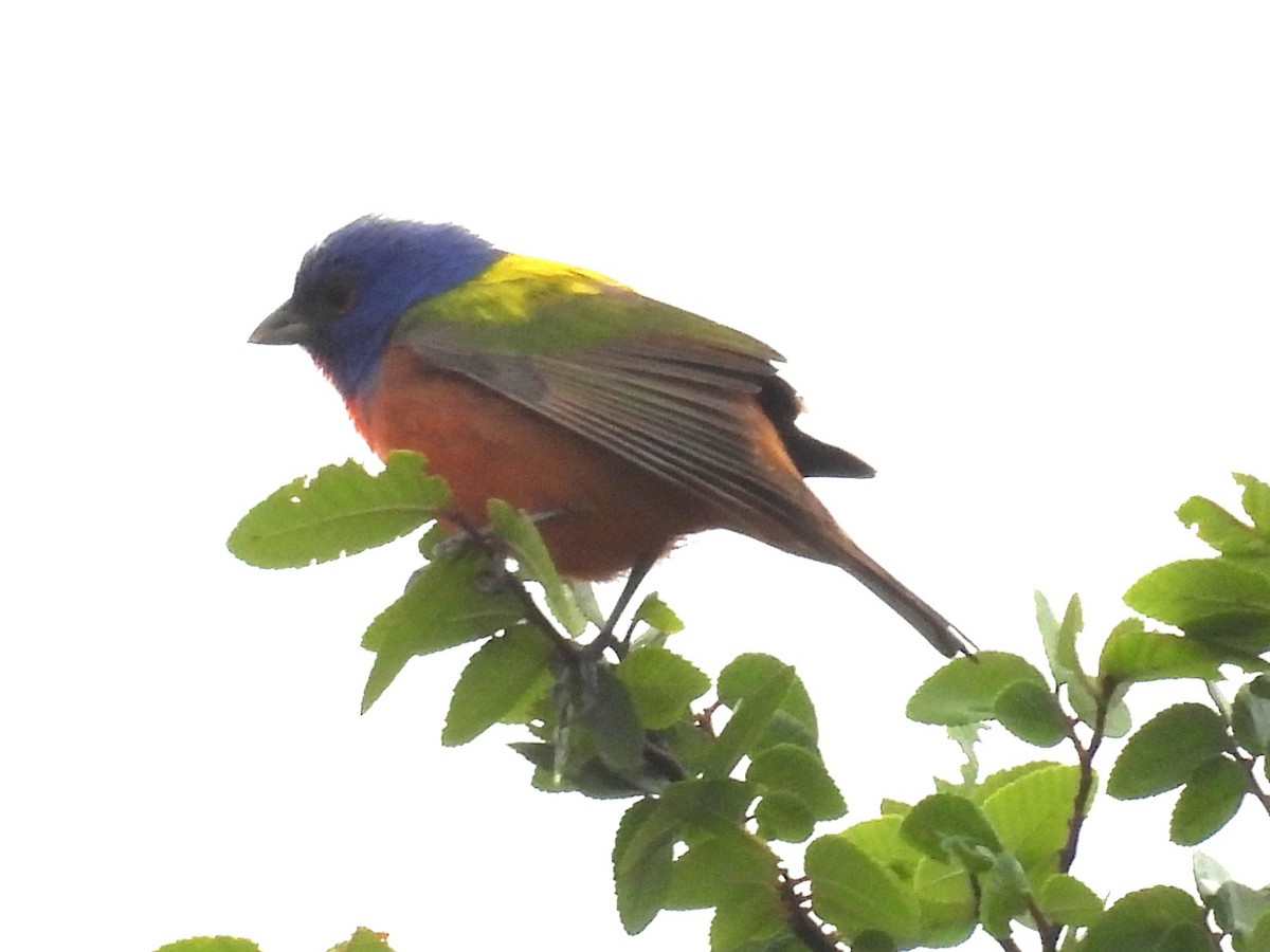 Painted Bunting - ML618329102