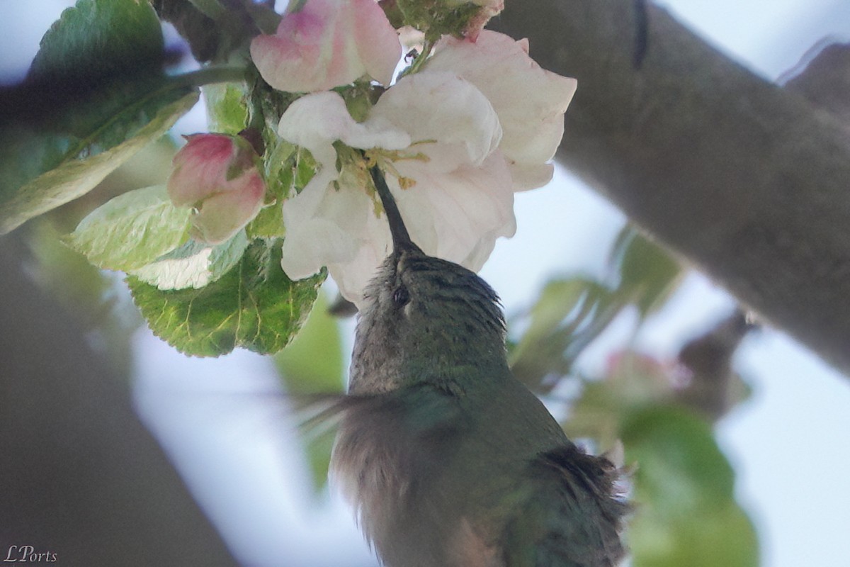 Calliope Hummingbird - ML618329154