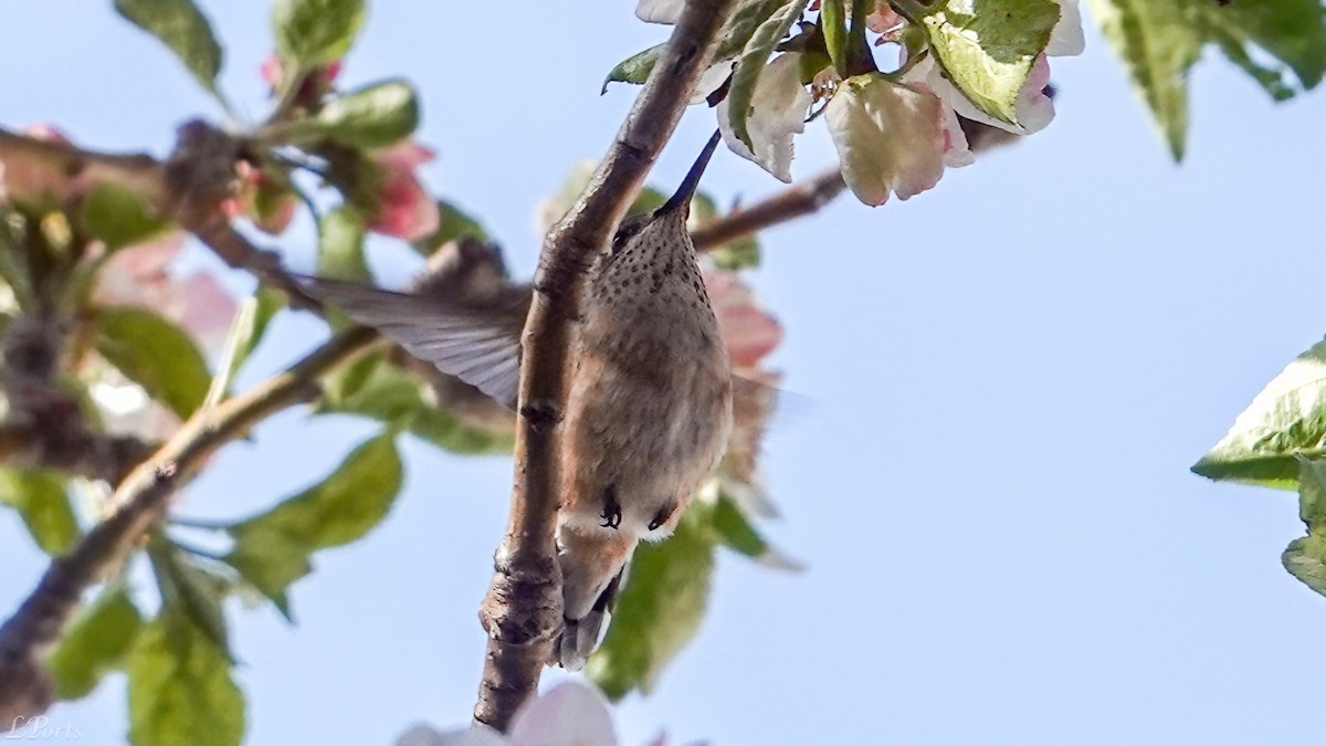 Calliope Hummingbird - ML618329155