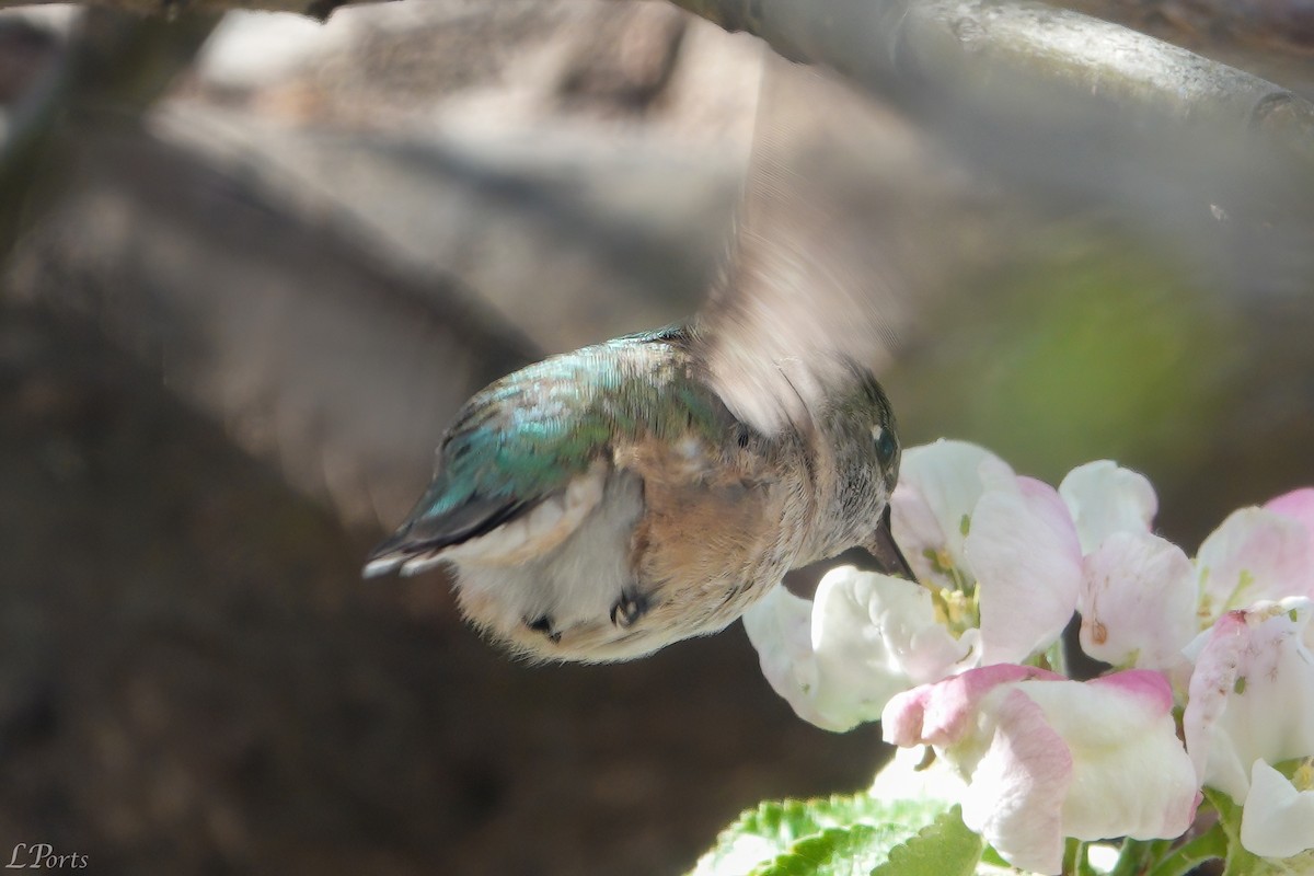 Calliope Hummingbird - ML618329156