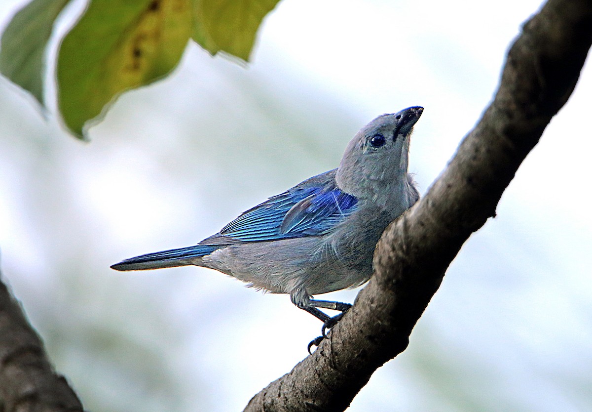Blue-gray Tanager - Charlie Doggett