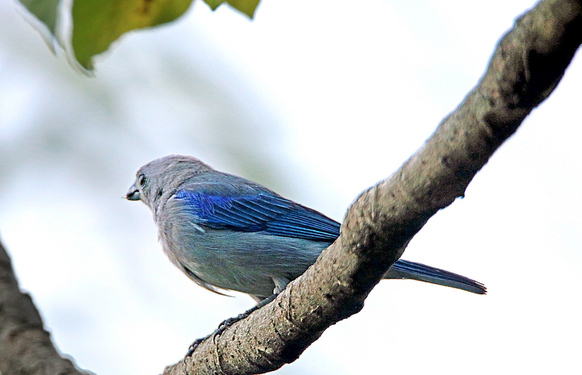 Blue-gray Tanager - ML618329158