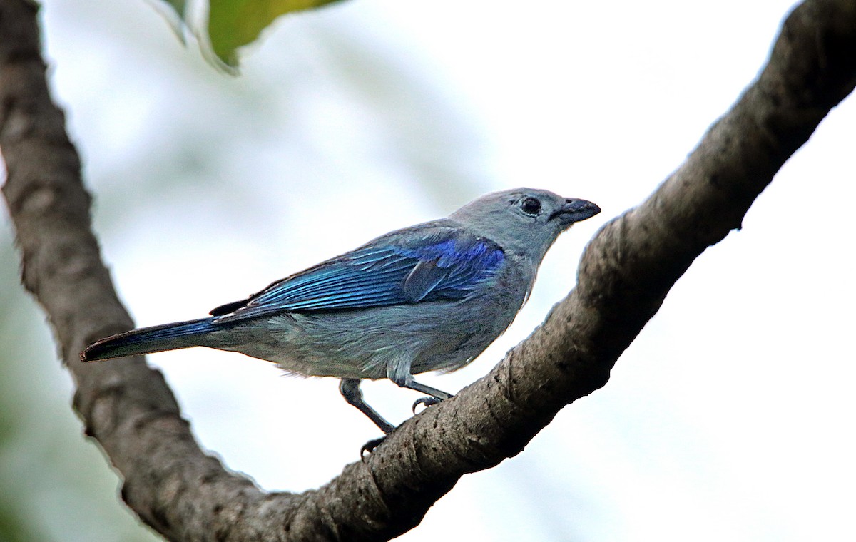 Blue-gray Tanager - ML618329159