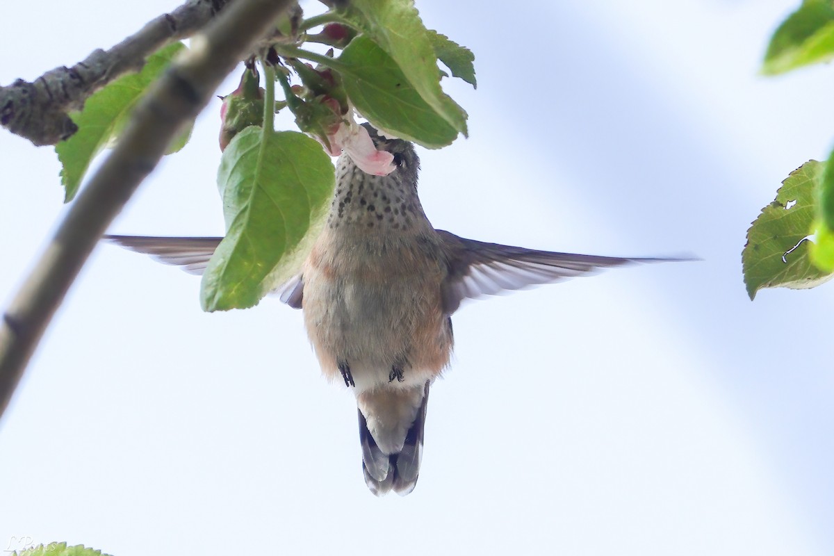 Calliope Hummingbird - ML618329160