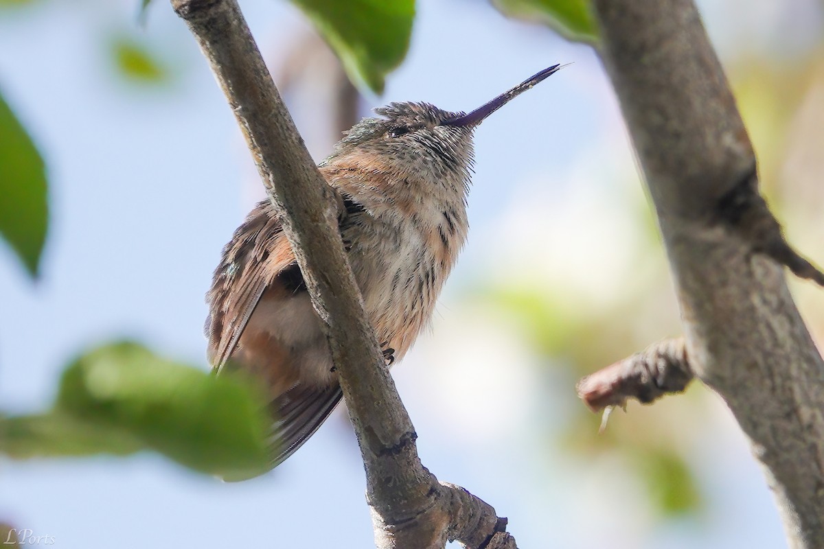 Calliope Hummingbird - ML618329161