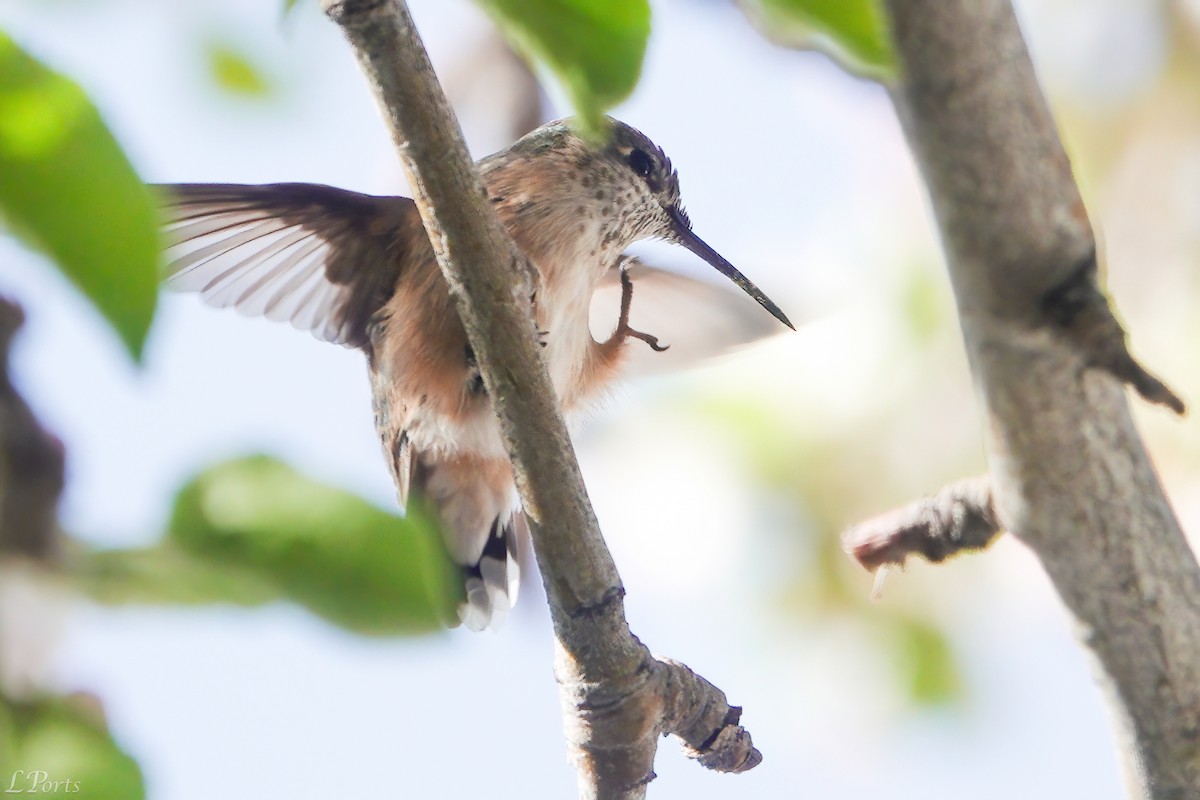 Calliope Hummingbird - ML618329162