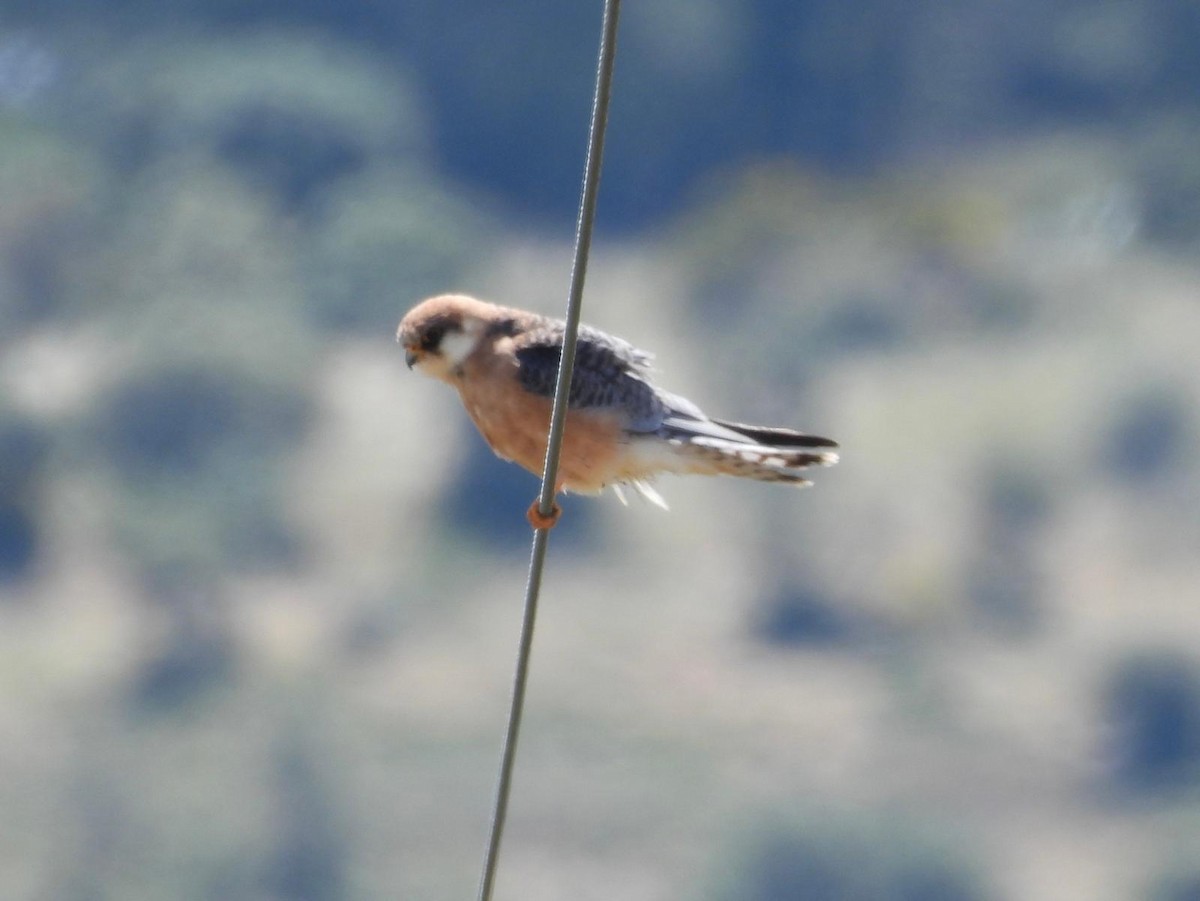 Red-footed Falcon - ML618329166