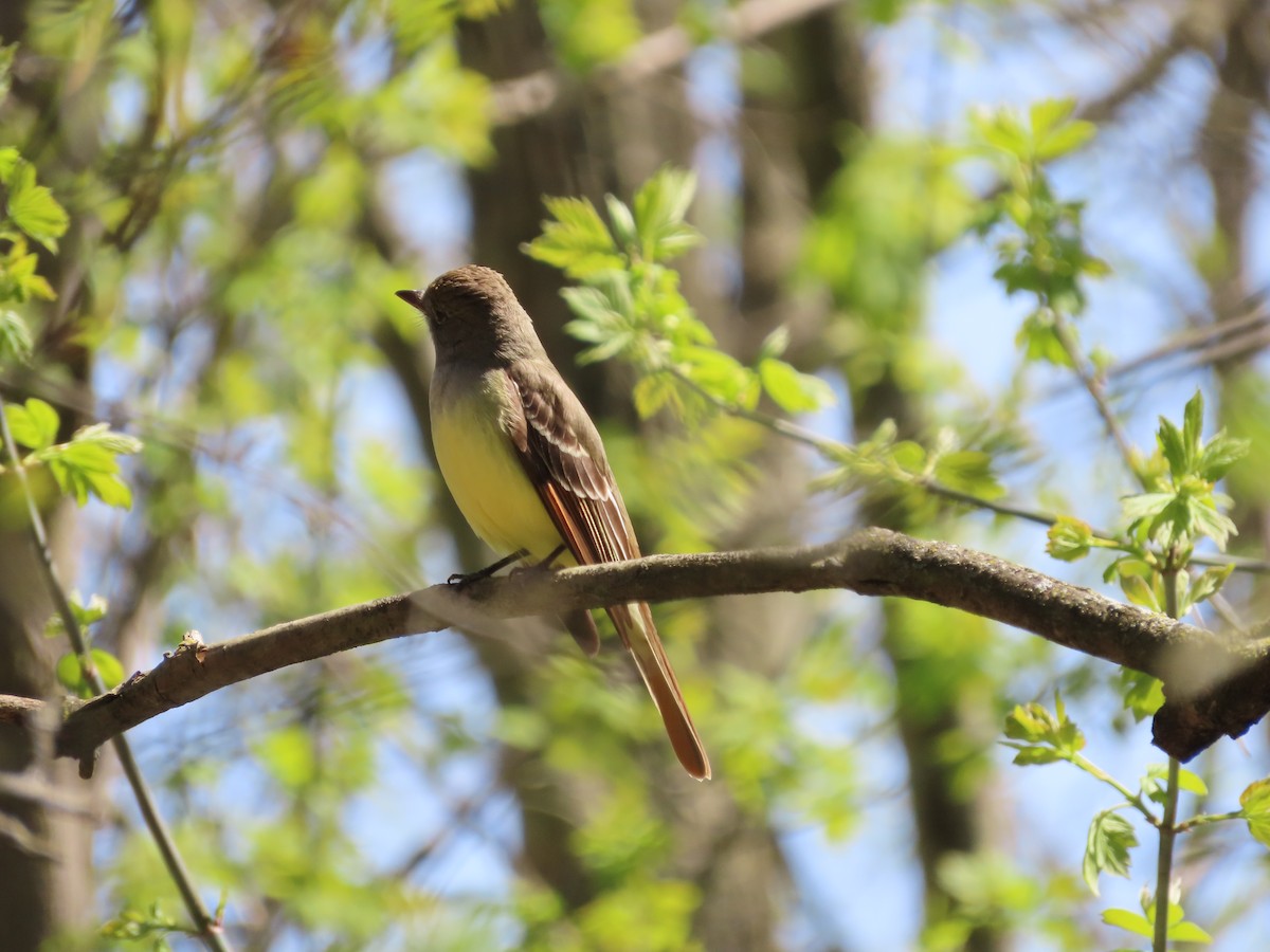 Great Crested Flycatcher - ML618329178