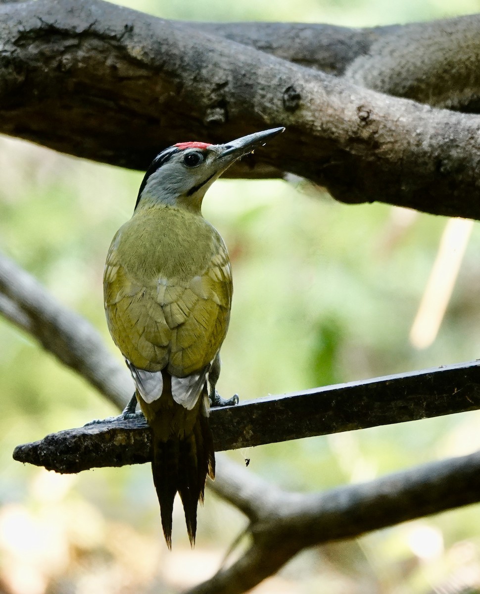 Gray-headed Woodpecker - ML618329182