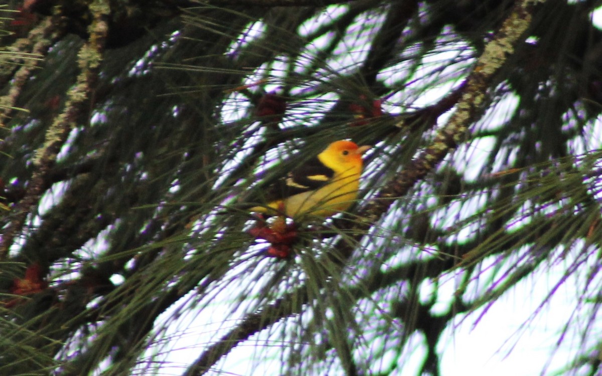 Western Tanager - ML618329213