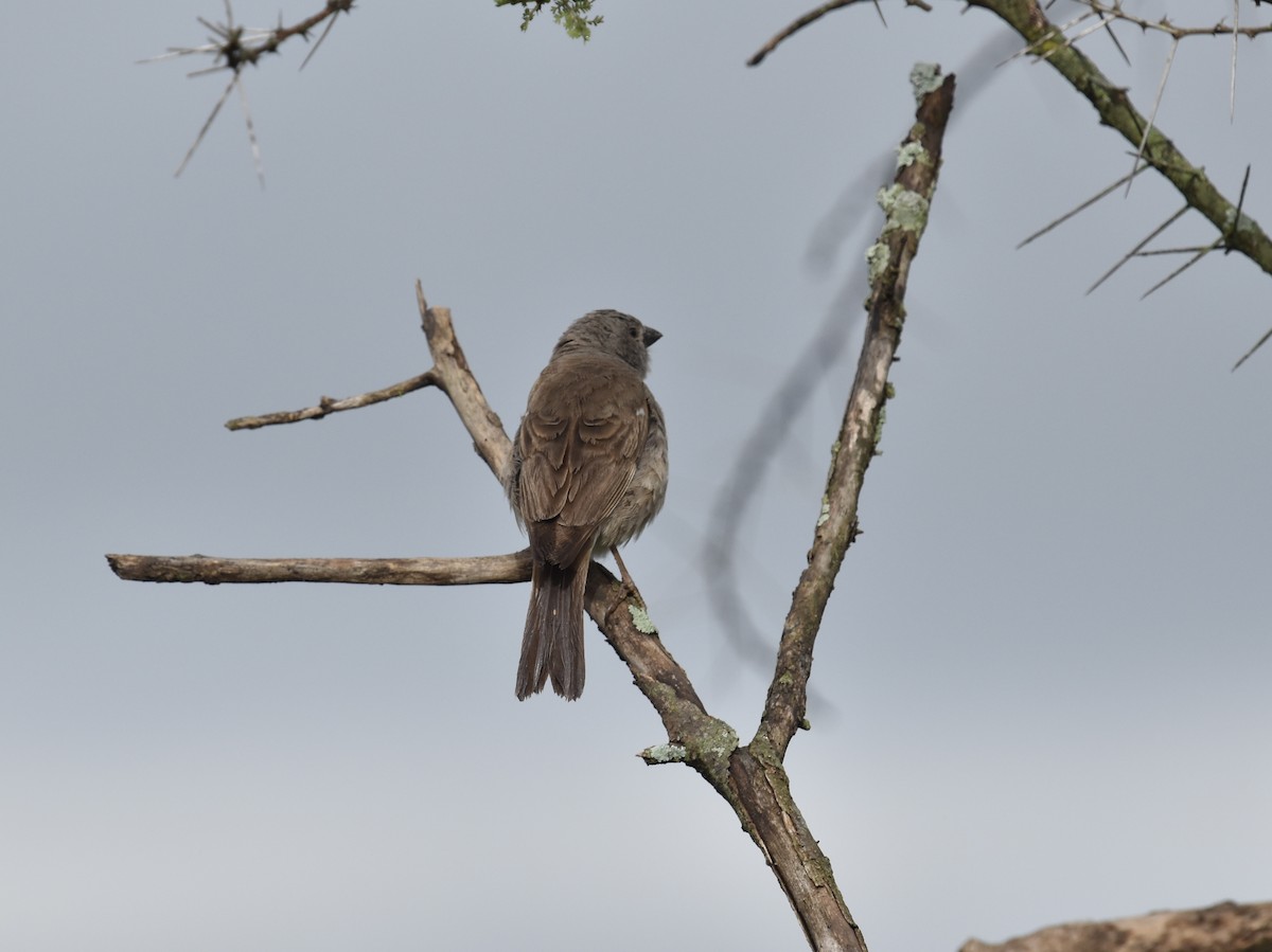 Northern Gray-headed Sparrow - ML618329302