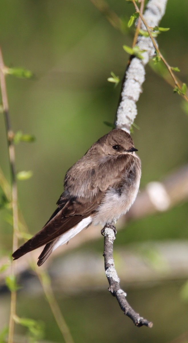 Northern Rough-winged Swallow - ML618329308