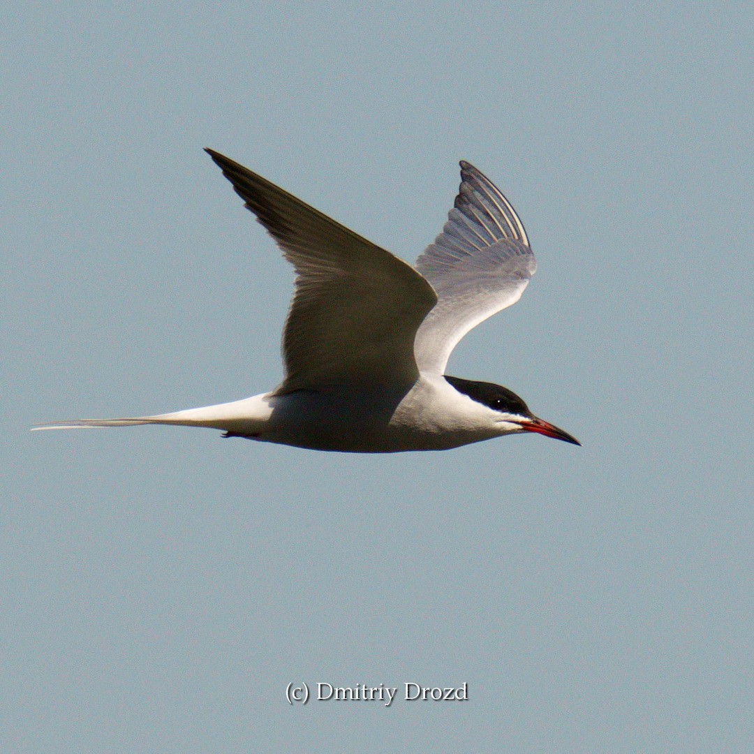 Common Tern - ML618329405