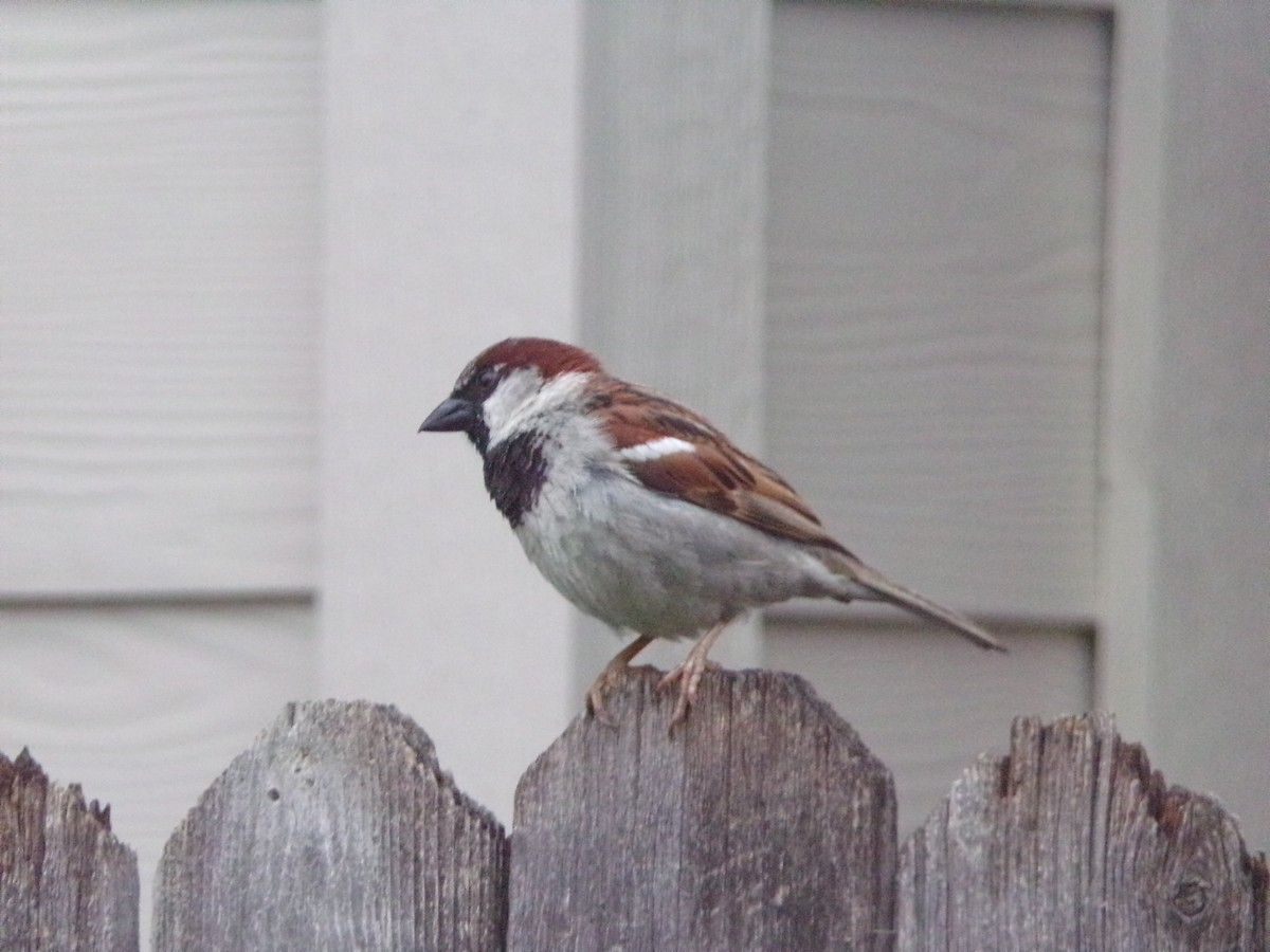 House Sparrow - ML618329410