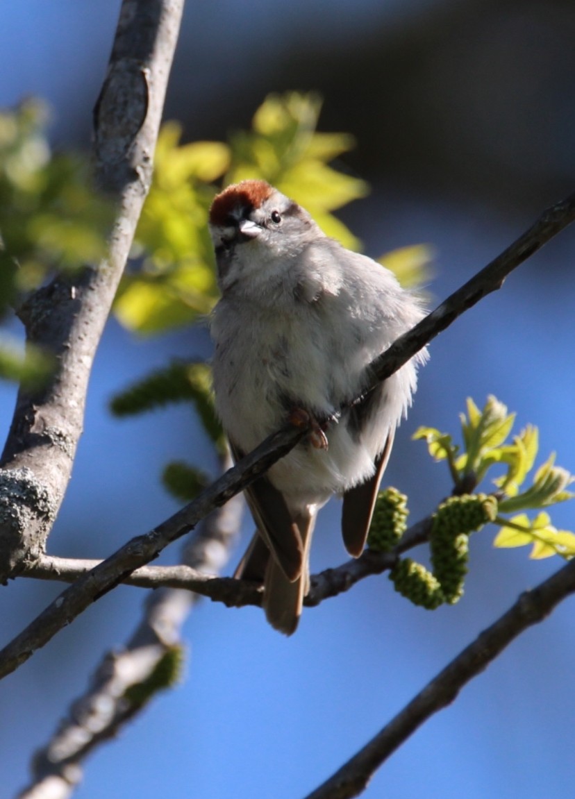 Chipping Sparrow - ML618329420