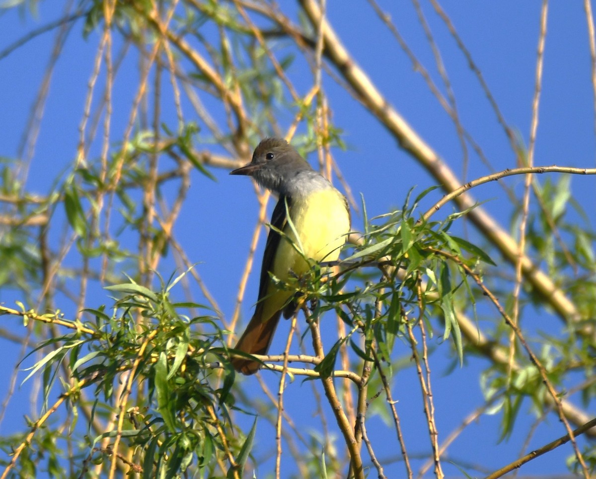 Great Crested Flycatcher - ML618329488