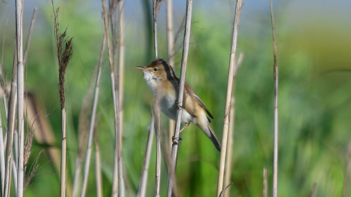 Common Reed Warbler - ML618329546