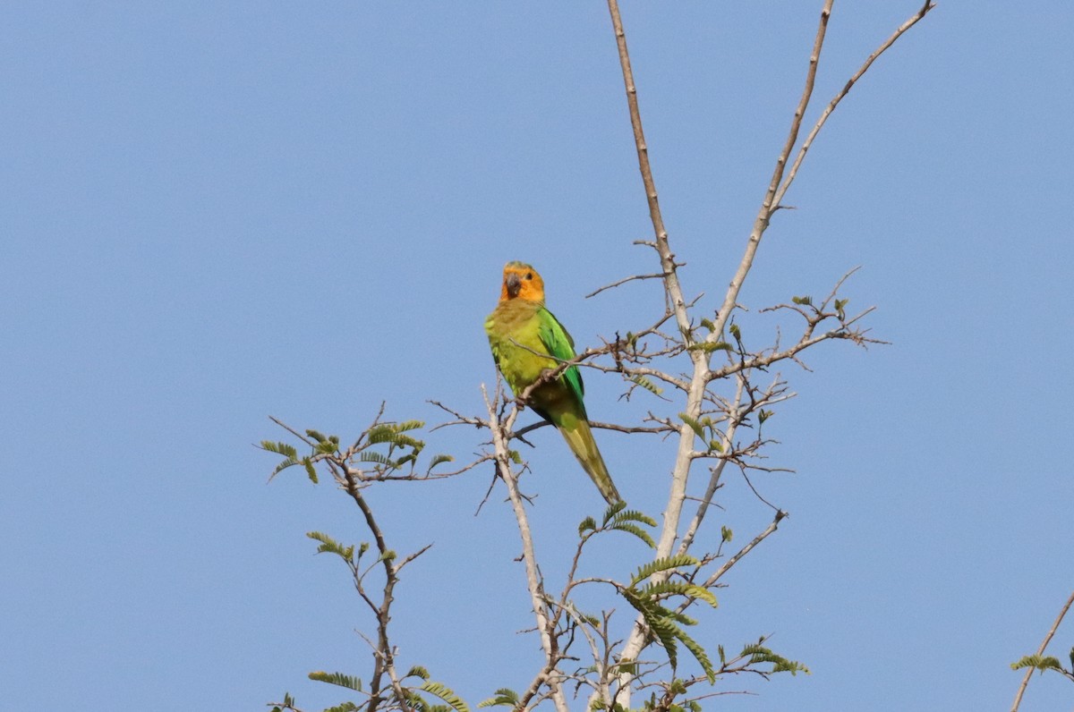 Brown-throated Parakeet - ML618329559