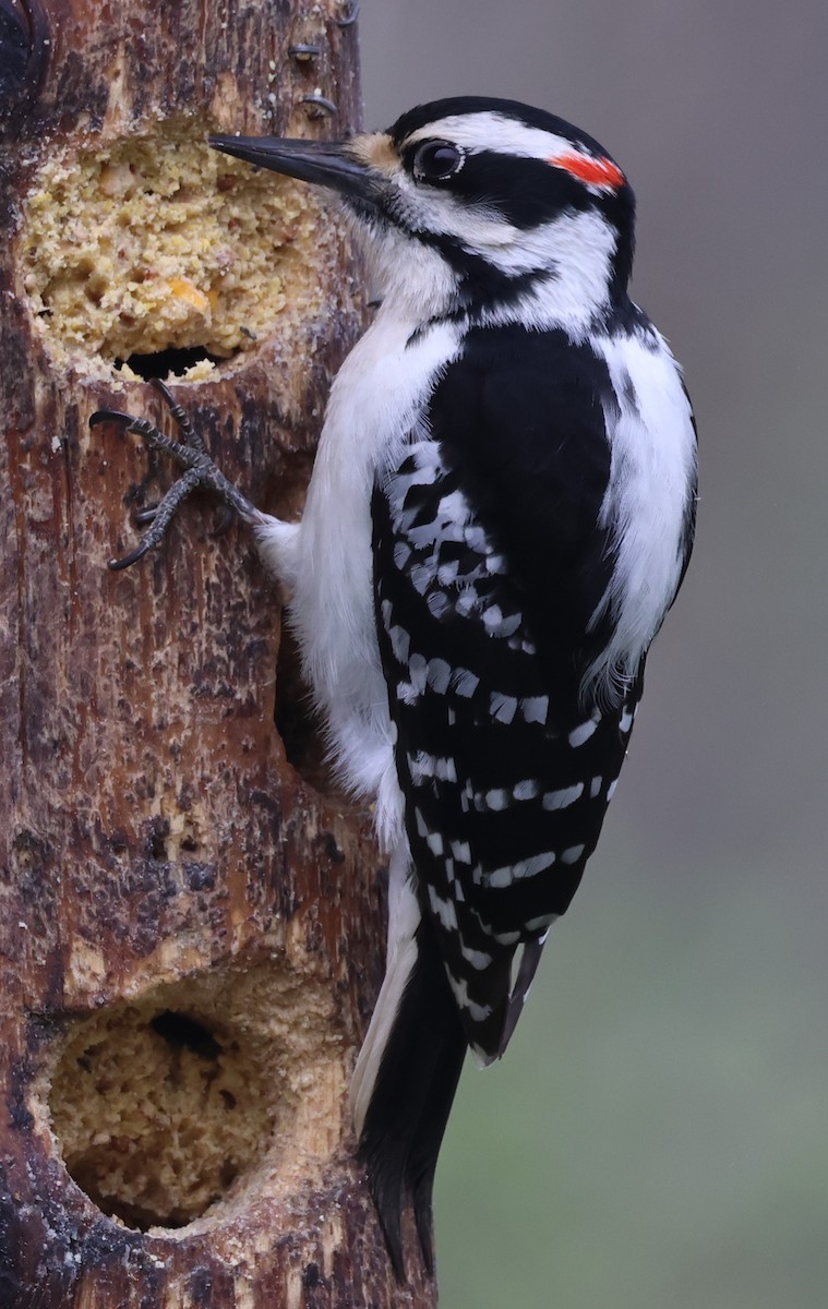 Hairy Woodpecker - Manon leduc