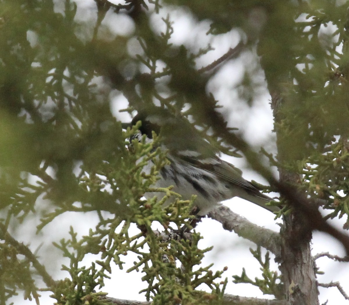 Black-throated Gray Warbler - Toni McQuivey Taylor