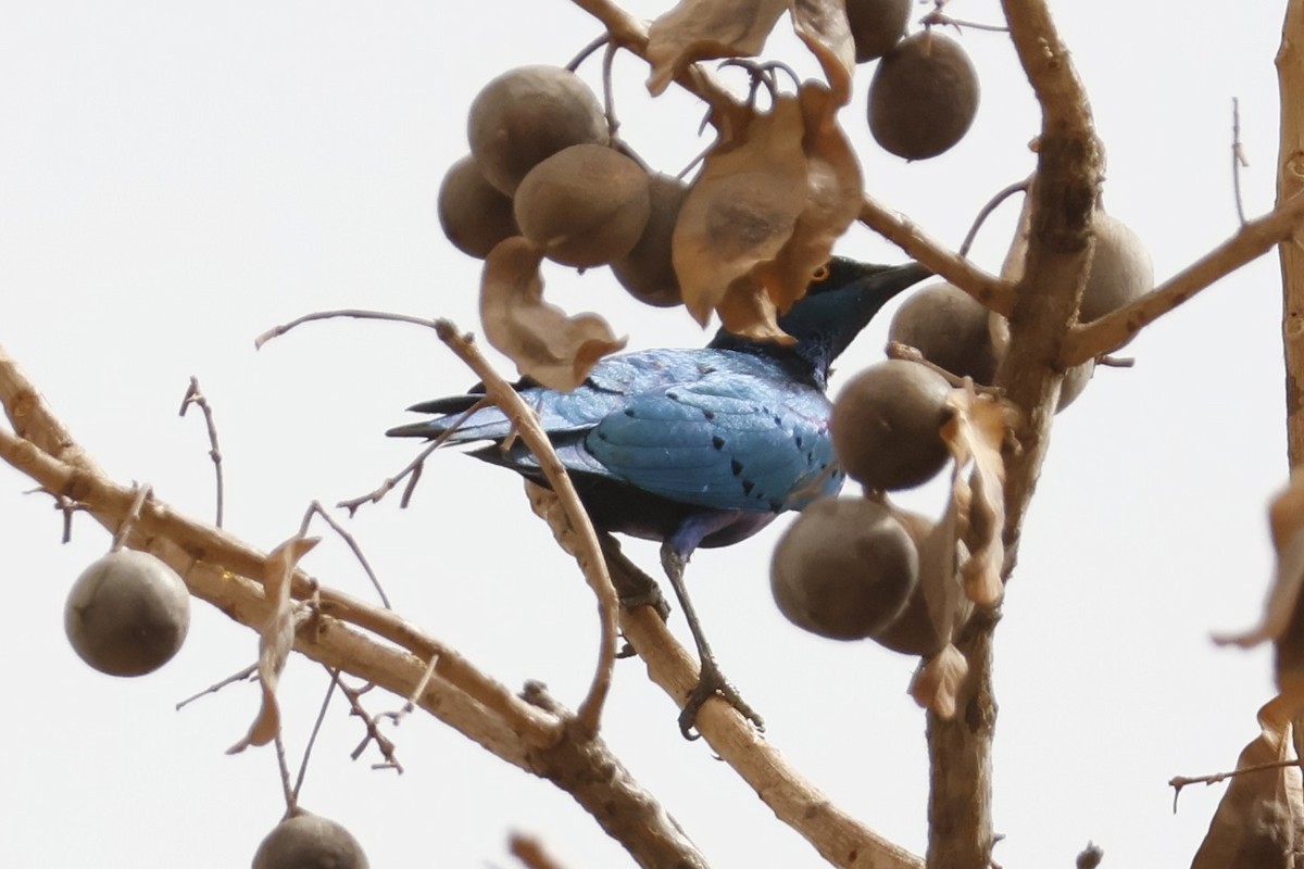Greater Blue-eared Starling - ML618329676