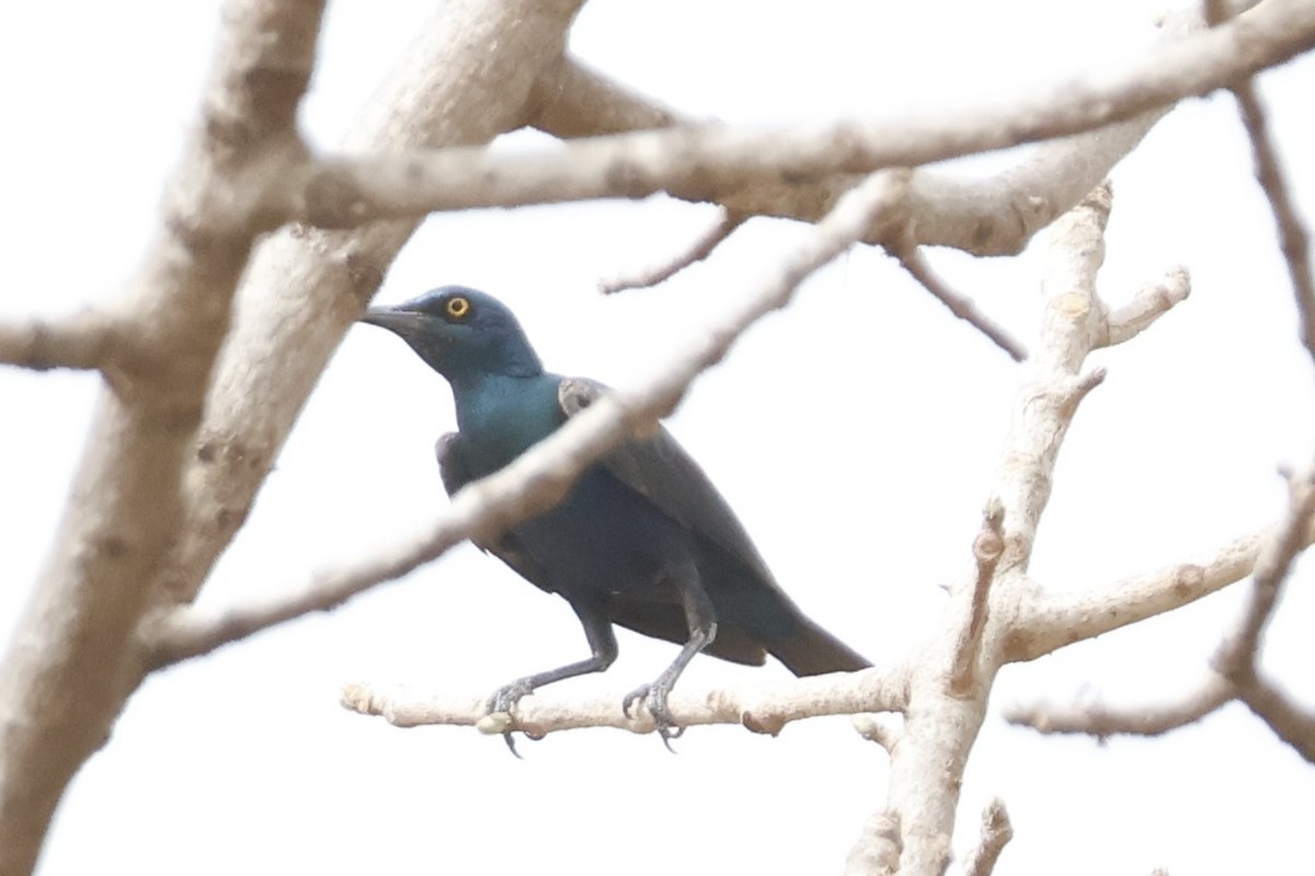 Greater Blue-eared Starling - ML618329677