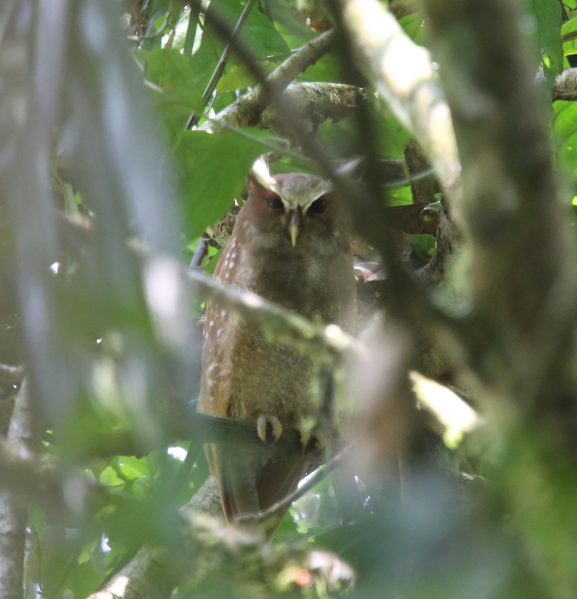 Crested Owl - ML618329721