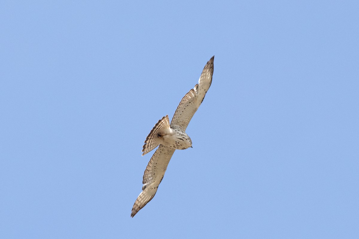 Broad-winged Hawk - ML618329768