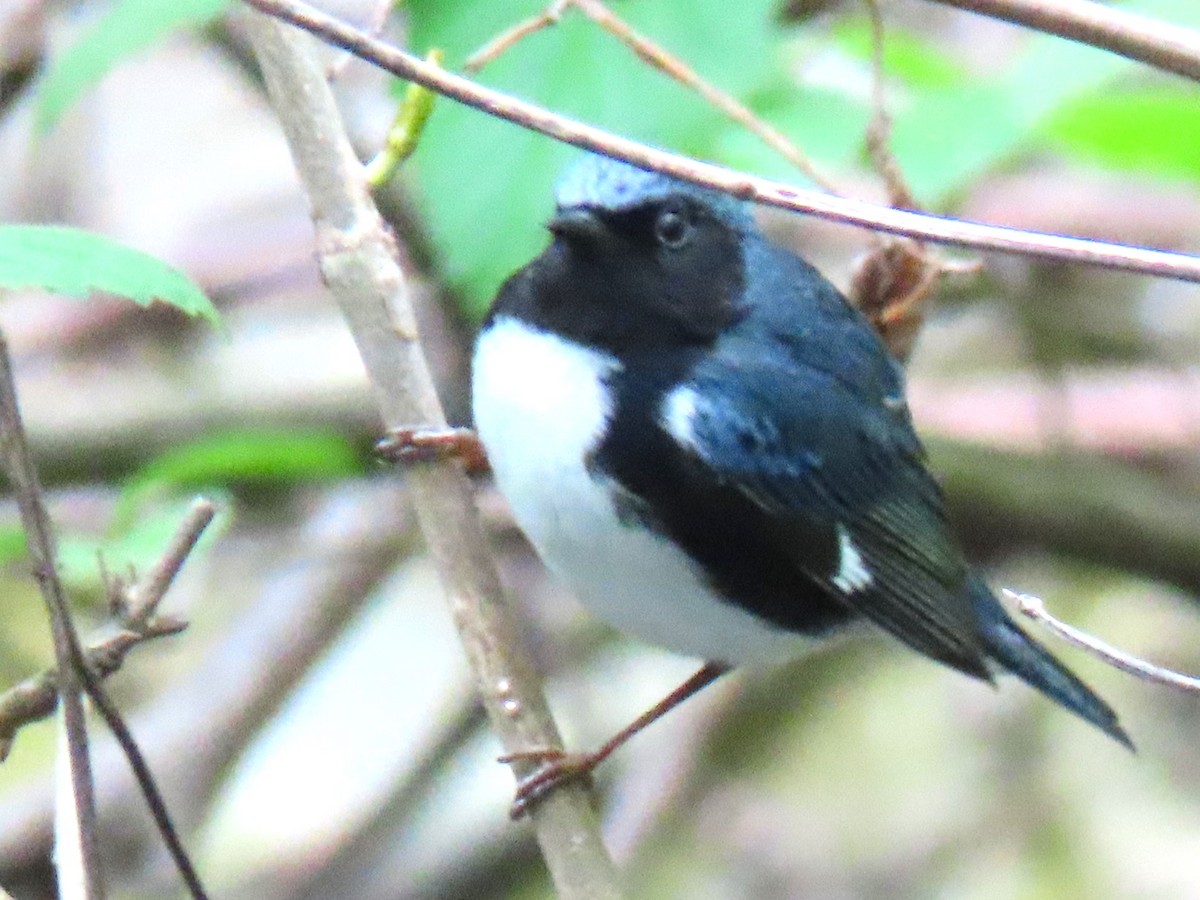 Black-throated Blue Warbler - ML618329783