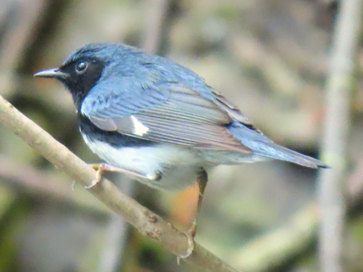 Black-throated Blue Warbler - ML618329785