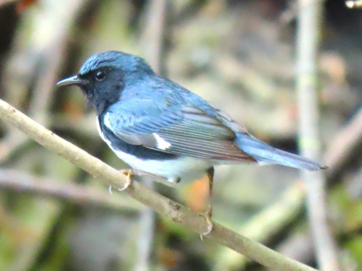 Black-throated Blue Warbler - ML618329786