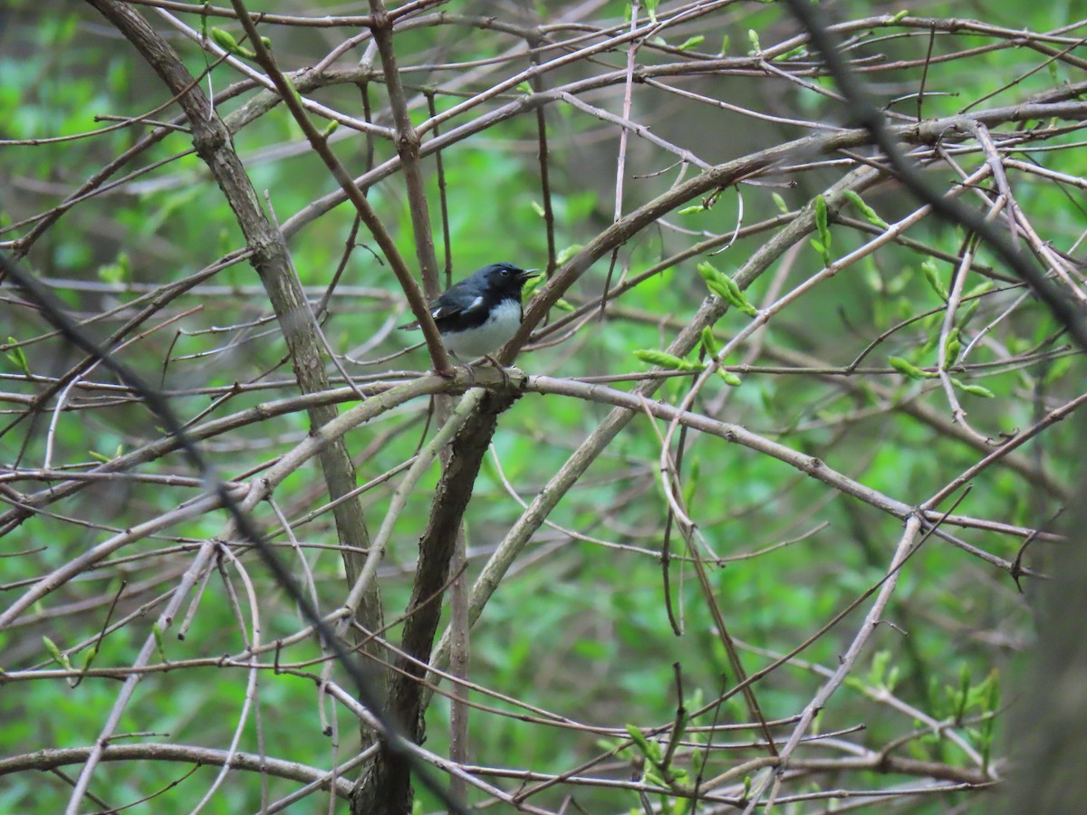 Black-throated Blue Warbler - ML618329789