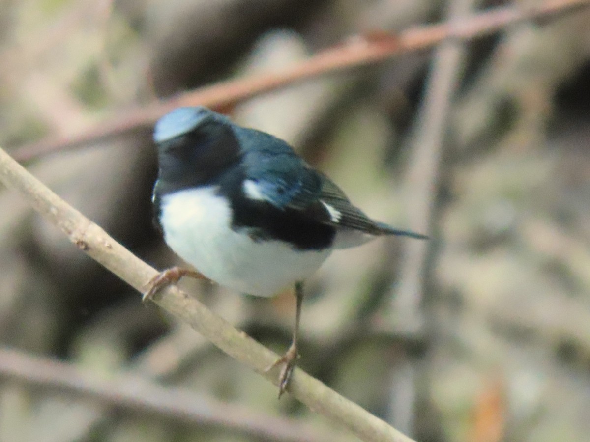 Black-throated Blue Warbler - ML618329799