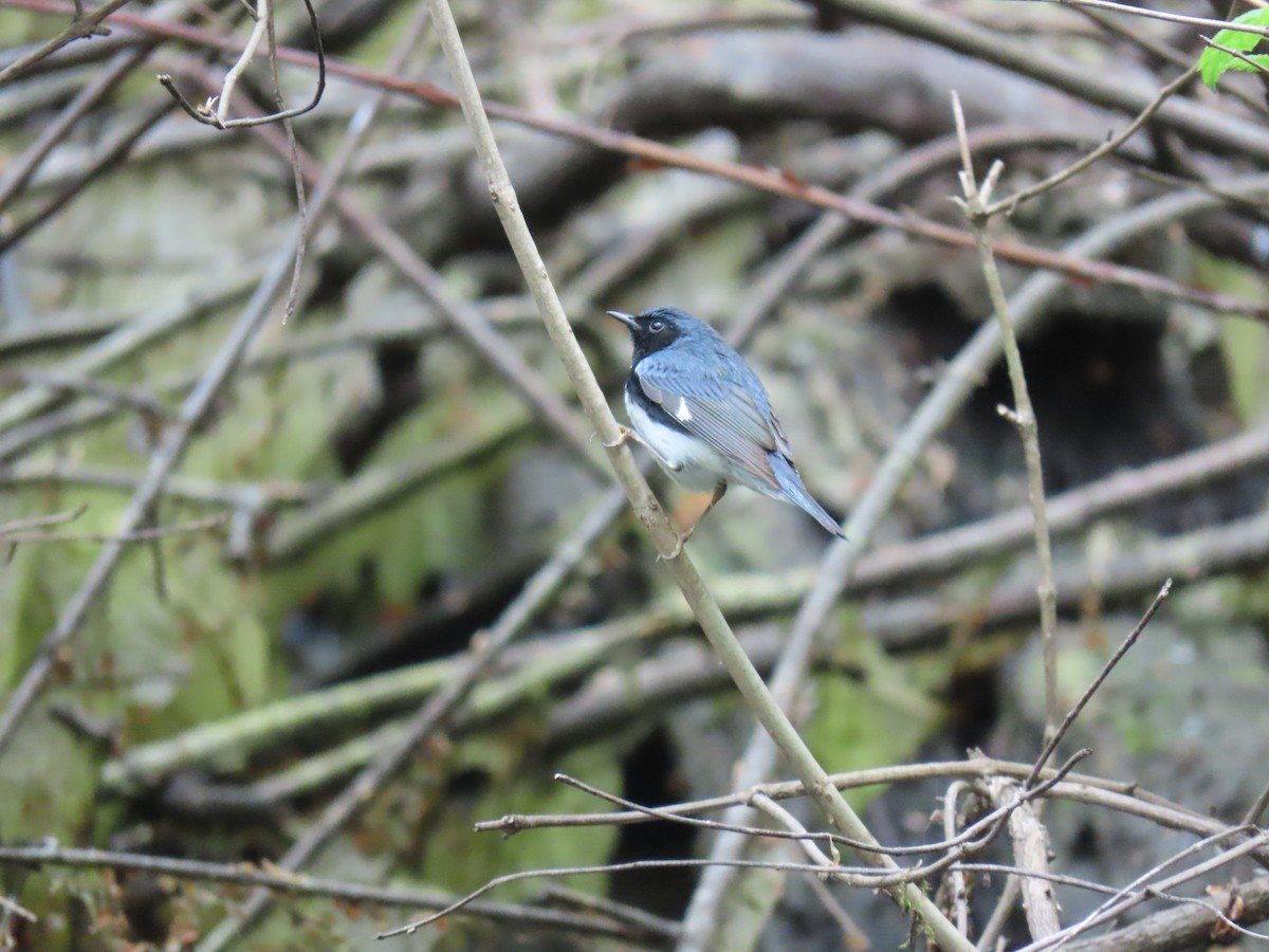 Black-throated Blue Warbler - ML618329802