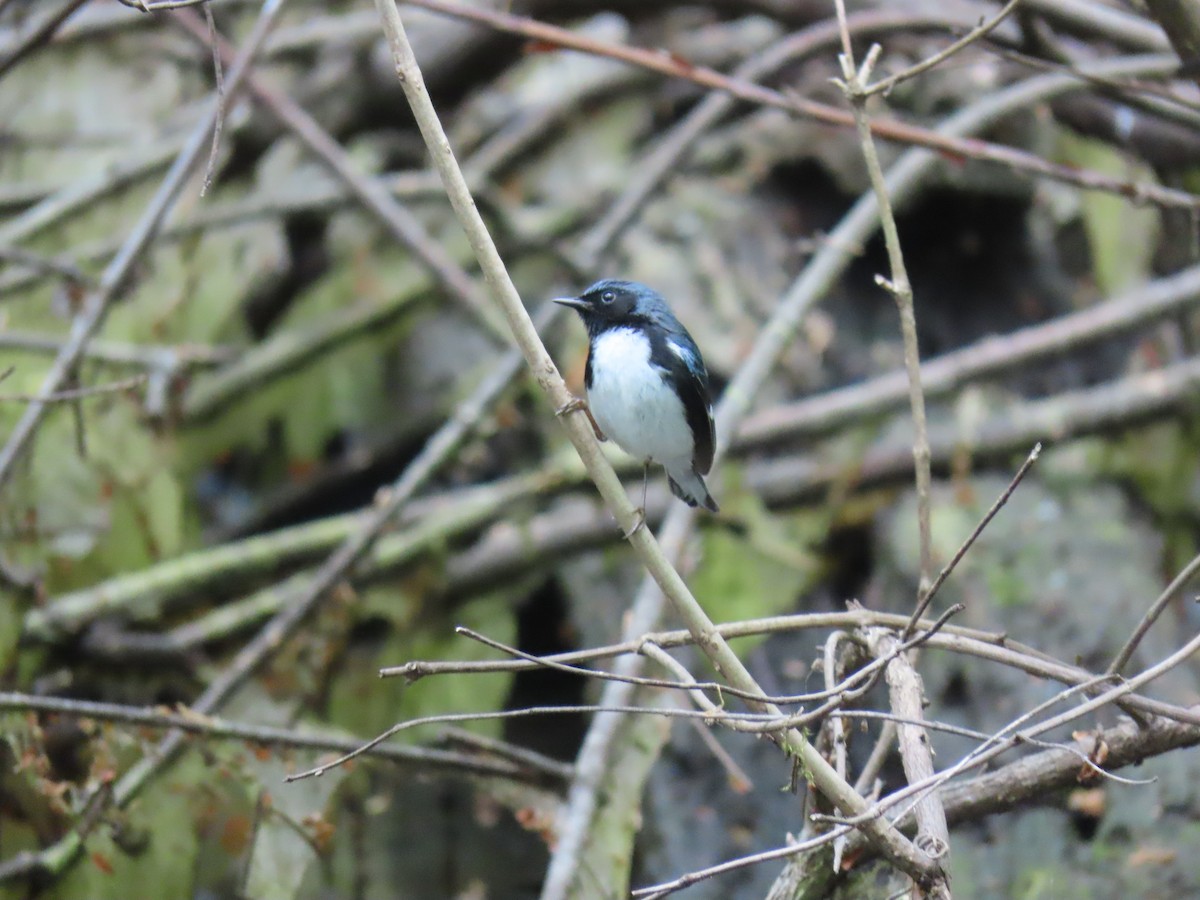 Black-throated Blue Warbler - ML618329803