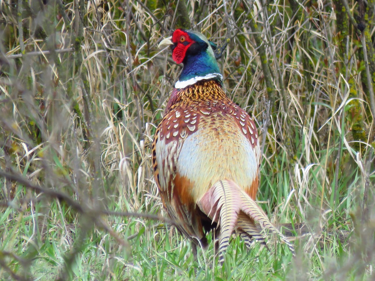 Ring-necked Pheasant - ML618329815