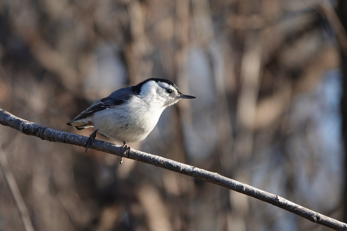 White-breasted Nuthatch - ML618329819