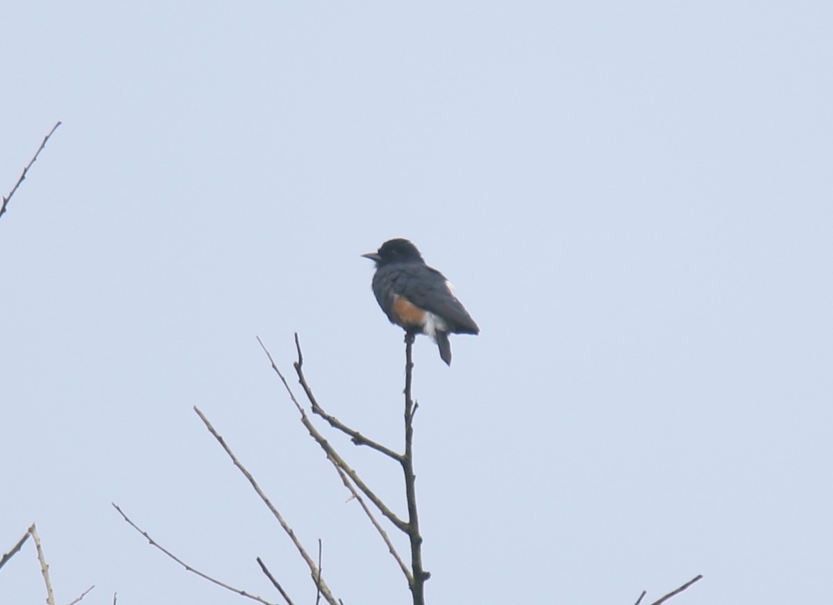 Swallow-winged Puffbird - ML618329830