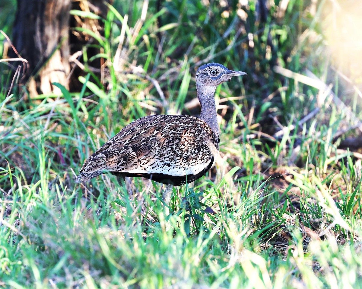 Red-crested Bustard - ML618329842