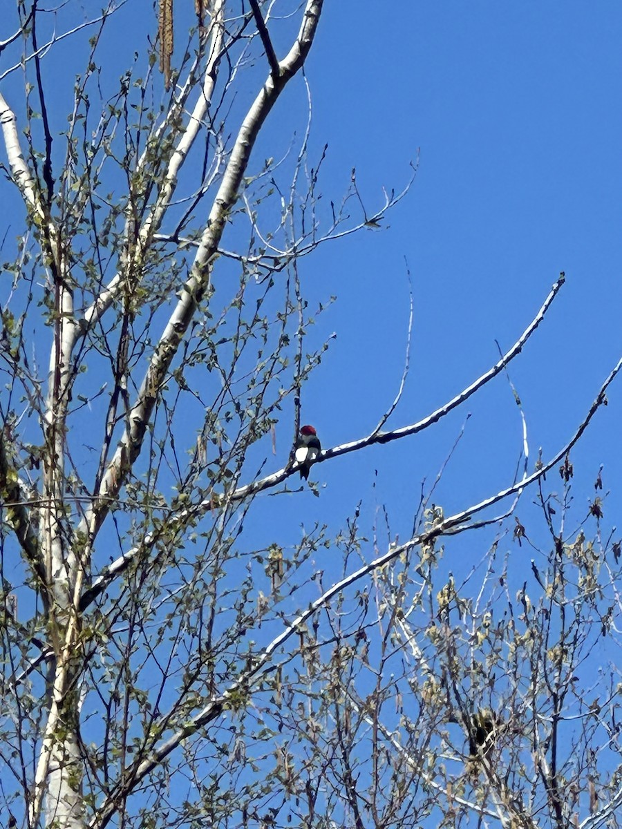 Red-headed Woodpecker - ML618329851