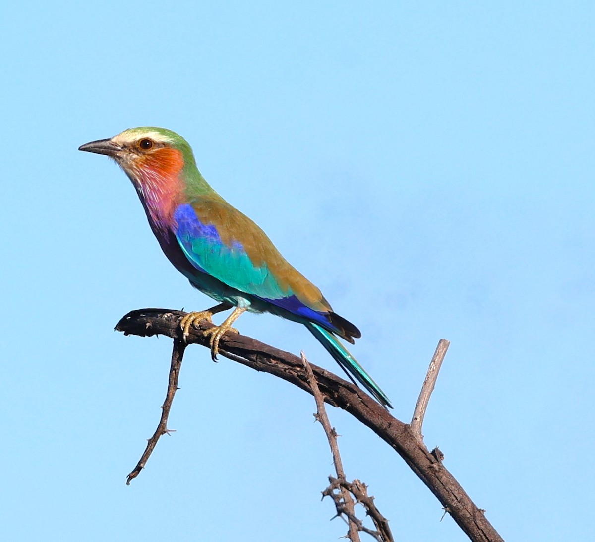 Lilac-breasted Roller - ML618329860