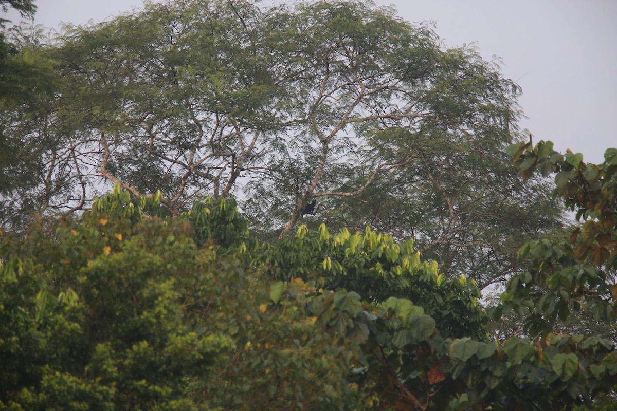 Амазонская зонтичная птица - ML618329880