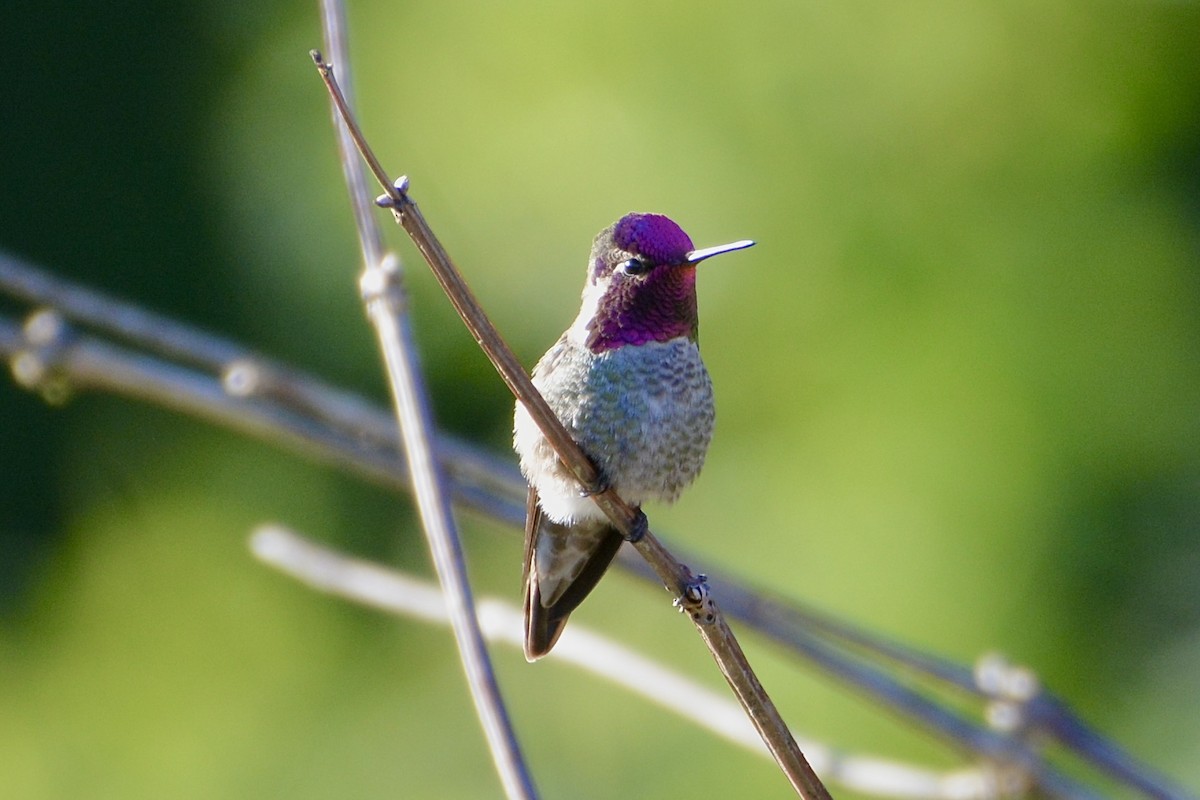 Anna's Hummingbird - ML618329916