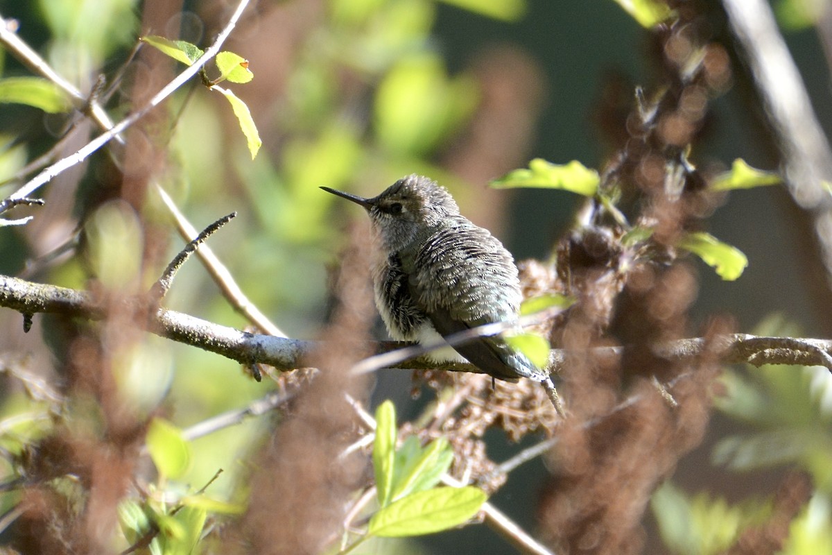 Anna's Hummingbird - ML618329917