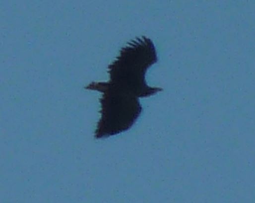 White-tailed Eagle - ML618329924