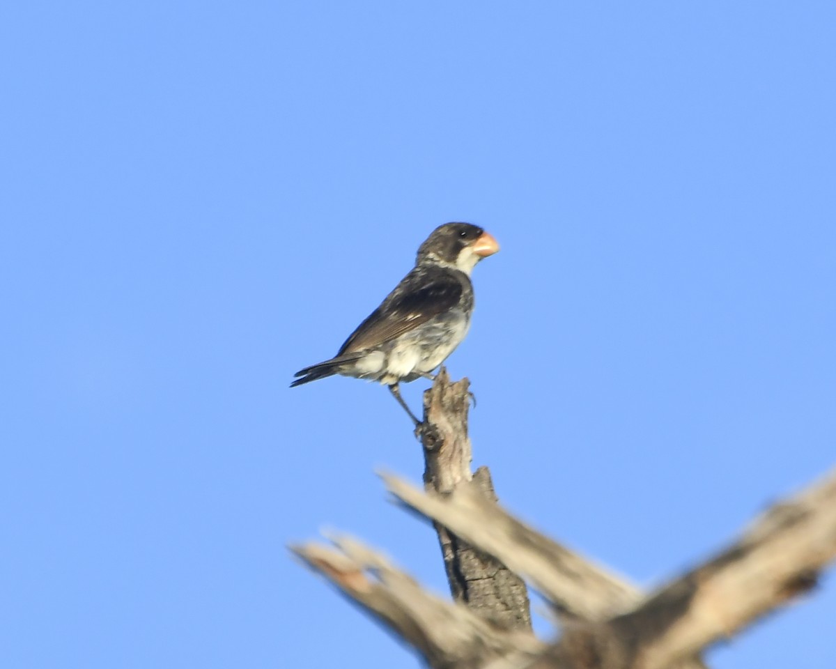 White-throated Seedeater - ML618329933